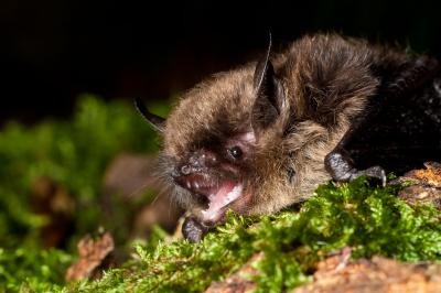Bat Maps Fieldwork