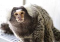 Marmoset