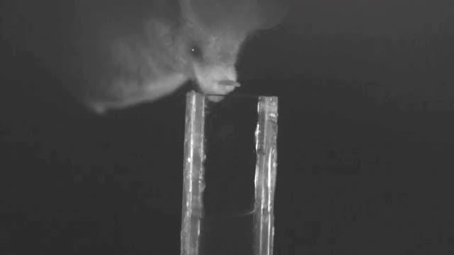 Some Bats Obtain Nectar Using Conveyor Belt-like Tongue (9 of 9)