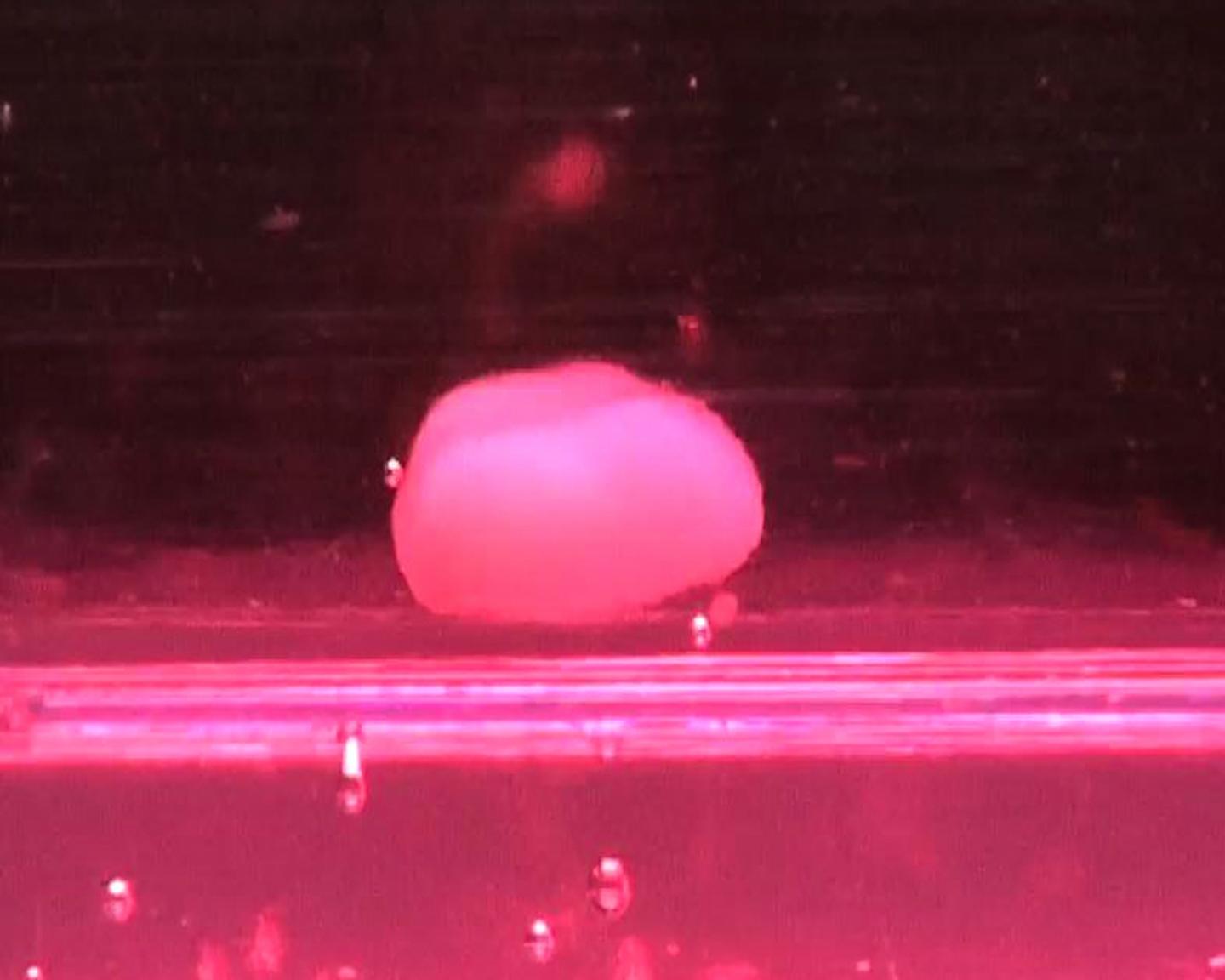 Bioengineered Liver