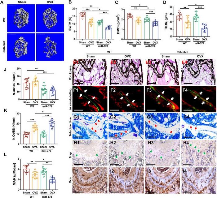 miR-378 overexpression accelerated bone loss upon ovariectomy.
