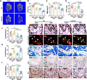 miR-378 overexpression accelerated bone loss upon ovariectomy.