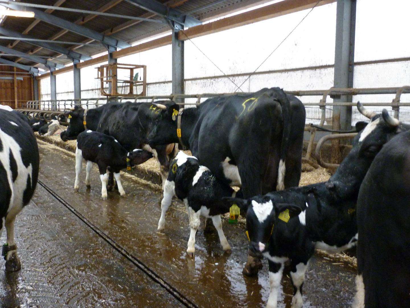 Calves Together with Their Mothers