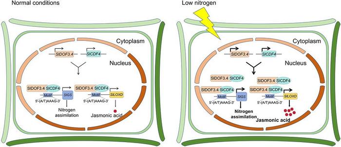 SlDOF3.4 interacts with SlCDF4 to promote LN tolerance by modulating the expression of genes related to N assimilation and JA biosynthesis in tomato.