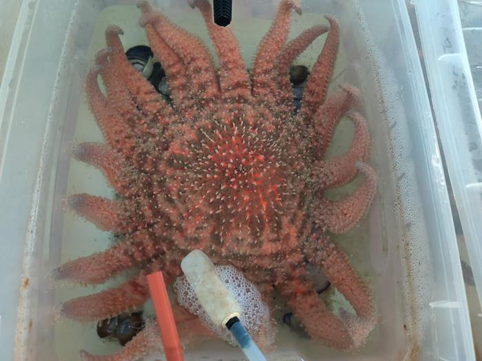 healthy sunflower sea star