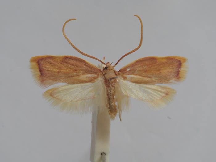 Male of Ingrid Maria´s carcina