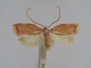 Male of Ingrid Maria´s carcina