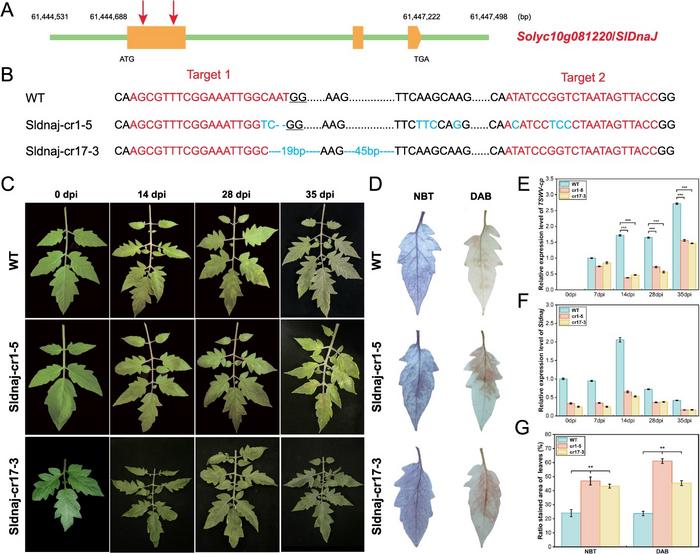 The characteristics of CRISPR/Cas9-edited Sldnaj lines after TSWV inoculation.