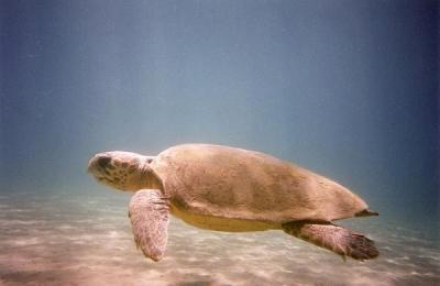 Loggerhead (3 of 3)