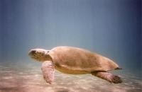 Loggerhead (3 of 3)
