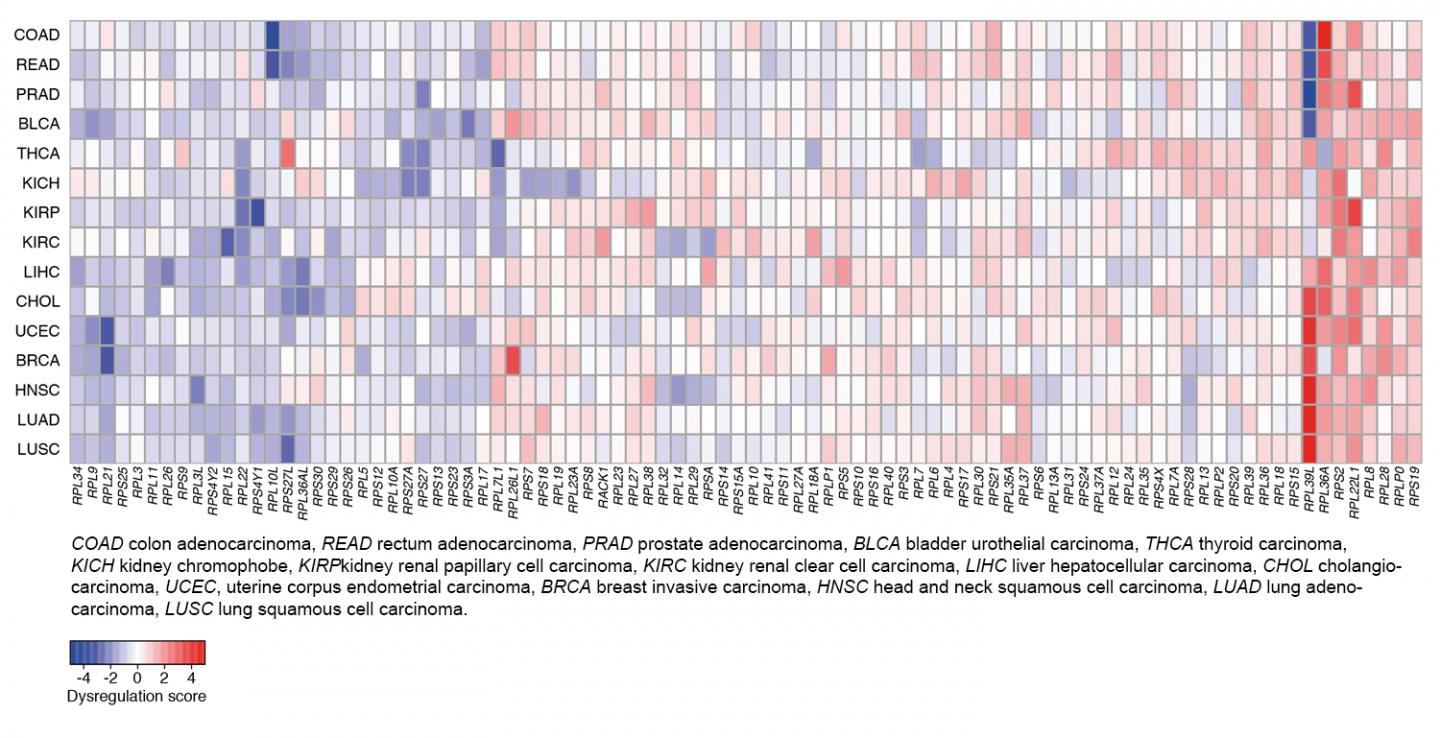 Cancer Signature [IMAGE] | EurekAlert! Science News Releases