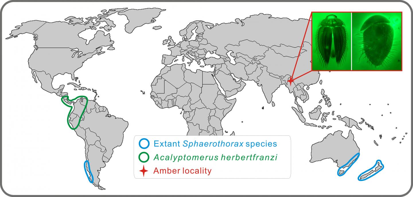 Geographical Distribution of <em>Acalyptomerus thayerae</em> and <em>Sphaerothorax uenoi</em>