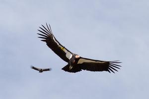 California condors