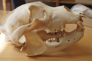 Brown bear scull 2