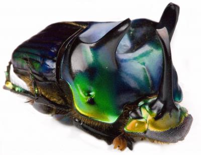 Multiple Turning Points in Beetle Development (3 of 4)