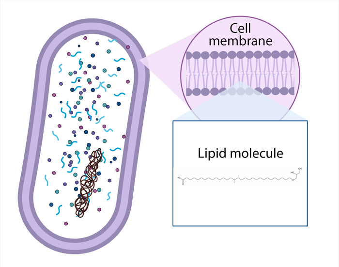 Lipids form the membrane of a microbe