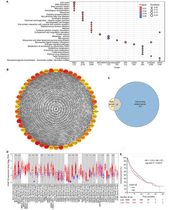 CHAF1B promotes the progression of lung squamous-cell carcinoma by inhibiting SETD7 expression