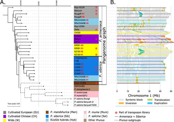 Evolutionary relationships among assemblies.