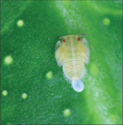 <em>Diaphorina citri</em> Nymph