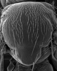 Normal Fly