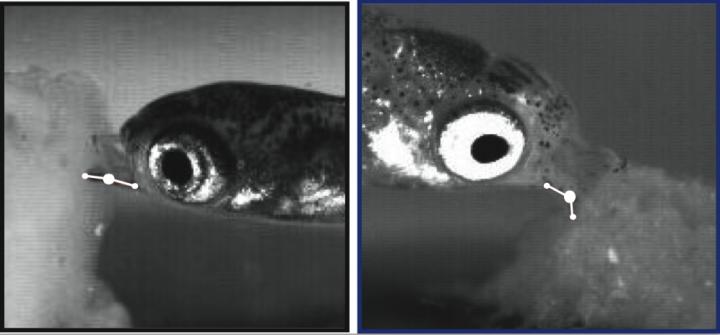 Guppy Gape