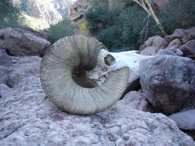 Bighorn Skull