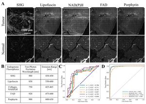 High-accuracy tumor detection with label-free microscopy and neural networks : part of the process.