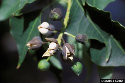 Chinese Tallow Tree