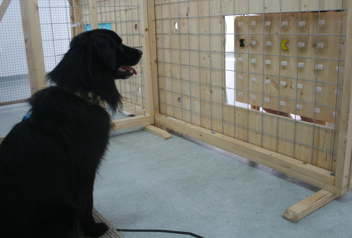 Donor Dogs