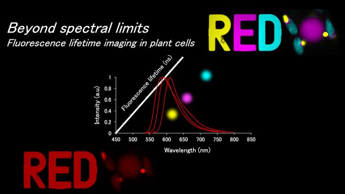 Fluorescence lifetime imaging expands multiplex imaging beyond spectral limits