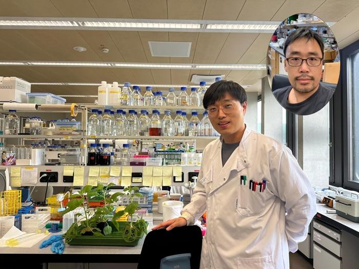 Why Do Plants Attack Themselves? The Secret of Genetic Conflict Revealed​