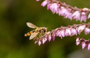 Marmalade hoverfly