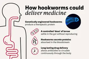 How hookworms deliver medicine