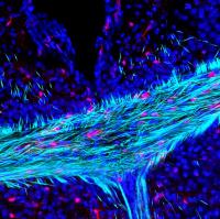 Myelin 2
