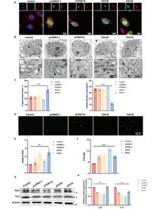 Figure 2. Lactylation of ATP5F1A at K531 affects mitochondrial function