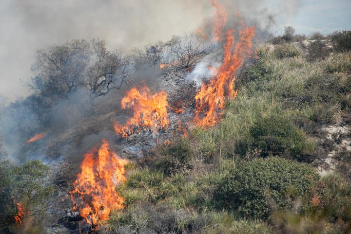 Wildland Fire