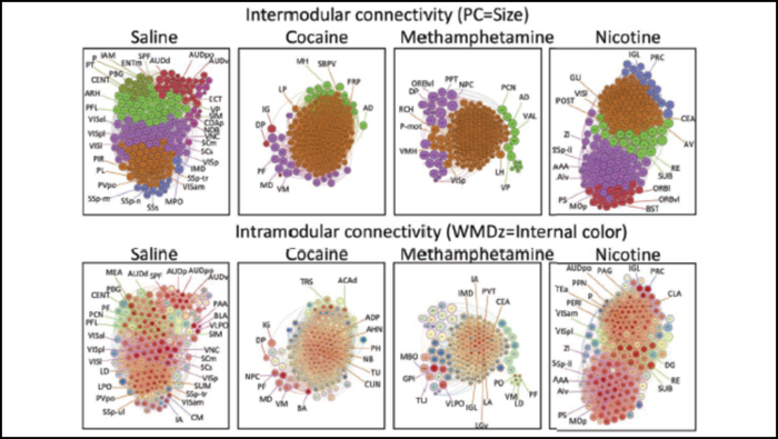 Drug Withdrawal Morphs Brain Communication Networks in Mice