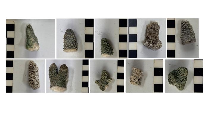 Composite of detail photos of branch coral samples.