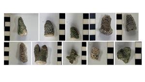 Composite of detail photos of branch coral samples.