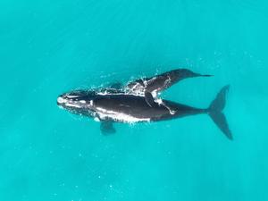 Calf numbers