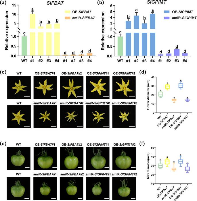 SlFBA7 and SlGPIMT positively regulate fruit size in tomato.