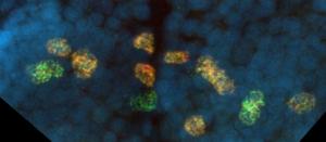 Per (orange) and Cry2 (green) expression in the brain of P. hawaiensis.