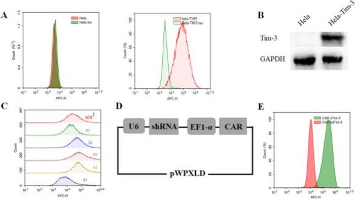 Construction of TIM-3-silenced chimeric antigen receptor (CAR).