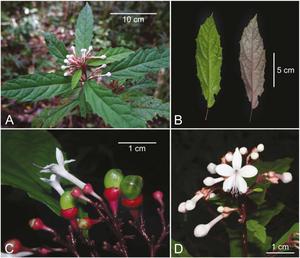 Clerodendrum kelli, endemic to Nueva Ecija, Philippines