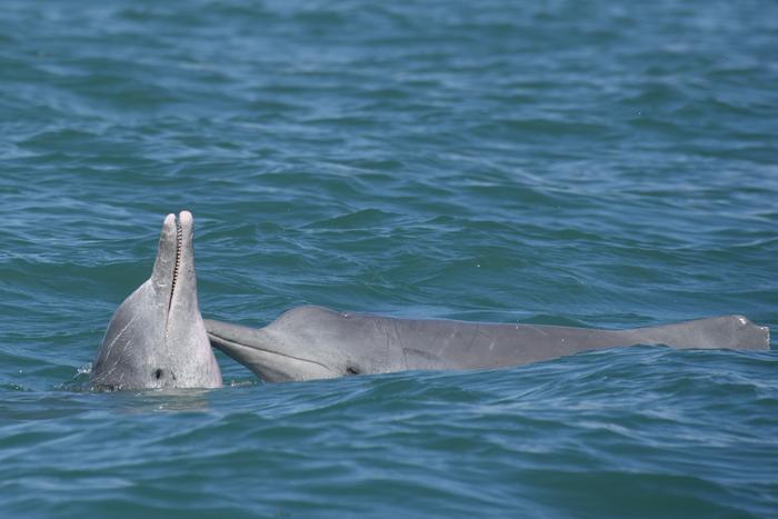 Bottle-nose dolphins