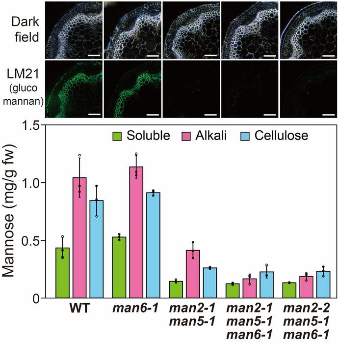Reduced glucomannan in Arabidopsis man2 man5 double mutant