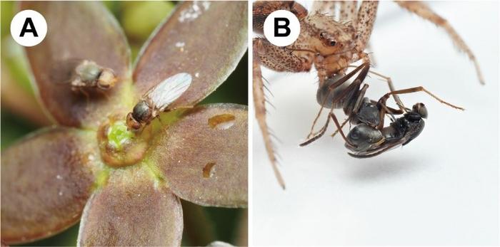 The grass fly visiting the flowers (A) and kleptoparasiting spider hunting ant (B)