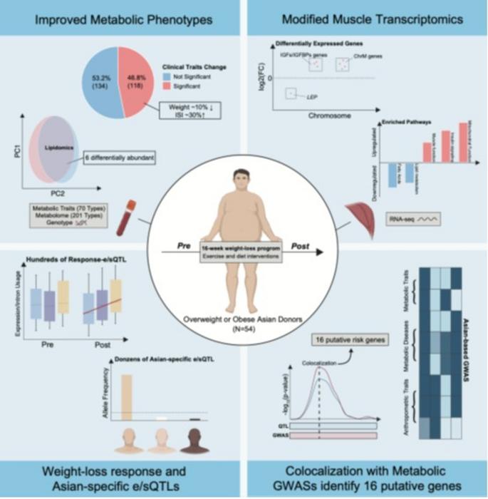 Lifestyle interventions reshape gene regulation in skeletal muscle of Asians