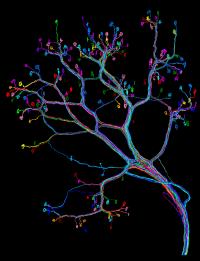 The Mouse Interscutularis Muscle Connectome
