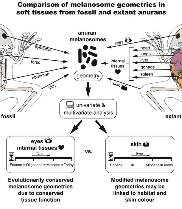 The study results at a glance. Artwork: D. Falk, see Falk et al. 2025.